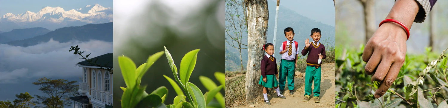 Spring Darjeeling First Flush